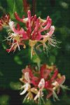 (image for) Honeysuckle